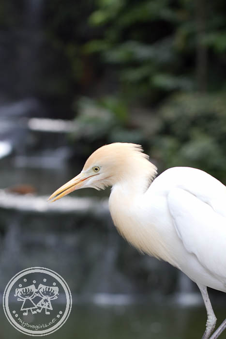 KL Bird Park - Another type of Crane?